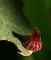 Striped Volcano Gall Wasp
