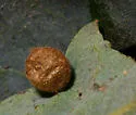 Striped Volcano Gall Wasp - photo 2