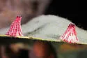 Striped Volcano Gall Wasp - photo 3