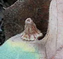 Striped Volcano Gall Wasp - photo 5