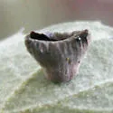 Andricus bakkeri - photo 2