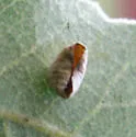 Andricus bakkeri - photo 3