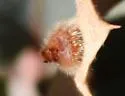 Andricus caepula