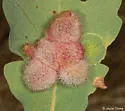 Crystalline Gall Wasp