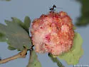 Crystalline Gall Wasp - photo 2