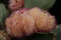 Crystalline Gall Wasp - photo 3