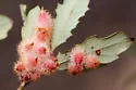 Crystalline Gall Wasp - photo 4