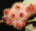 Crystalline Gall Wasp - photo 5