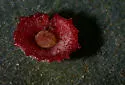 Saucer Gall Wasp