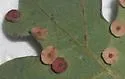 Saucer Gall Wasp - photo 2