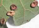 Saucer Gall Wasp - photo 3