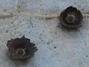 Saucer Gall Wasp - photo 4