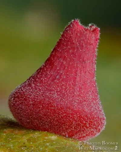 Red Cone Gall Wasp
