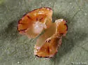 Disc Gall Wasp