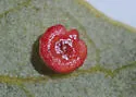 Disc Gall Wasp - photo 2