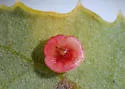 Disc Gall Wasp - photo 3