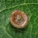 Disc Gall Wasp - photo 4