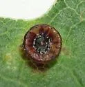 Disc Gall Wasp - photo 5