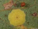 Plate Gall Wasp