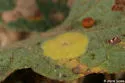 Plate Gall Wasp - photo 2