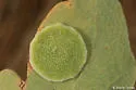 Plate Gall Wasp - photo 3