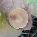 Plate Gall Wasp - photo 4