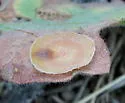 Plate Gall Wasp - photo 5