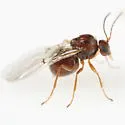 Andricus splendens