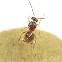 Andricus splendens - photo 2