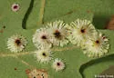 Sunburst Gall Wasp