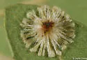 Sunburst Gall Wasp - photo 2