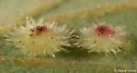 Sunburst Gall Wasp - photo 3