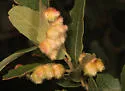 Andricus sulfureus