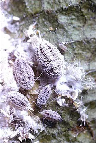 Striped Mealybug