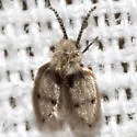 Feuerborniella opposita