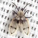 Feuerborniella opposita - photo 2