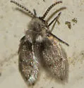 Feuerborniella opposita - photo 3