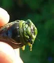 Fidicinoides pronoe