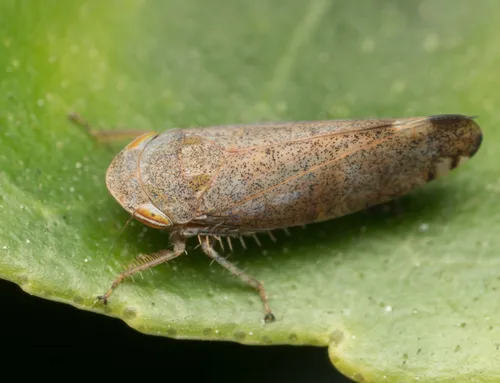 Privet Leafhopper
