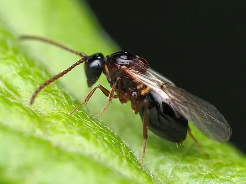 Figitidae - Figitidae