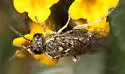 Filacus pluricinctellus - Filacus pluricinctellus