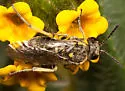 Filacus pluricinctellus - photo 2