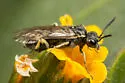 Filacus pluricinctellus - photo 3