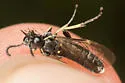 Filacus pluricinctellus - photo 4