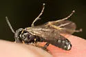 Filacus pluricinctellus - photo 5