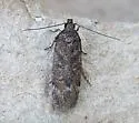 Filatima abactella - Hodges#2127