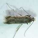 Filatima albicostella - Hodges#2128