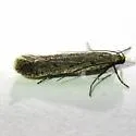 Filatima albicostella - Hodges#2128 - photo 2
