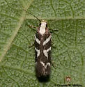 Filatima albilorella - Hodges#2129