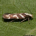 Filatima albilorella - Hodges#2129 - photo 2